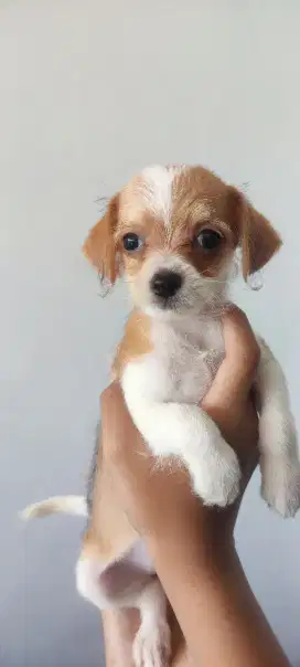 Anakan anjing Chipho ( Chihuahua x Poodle )