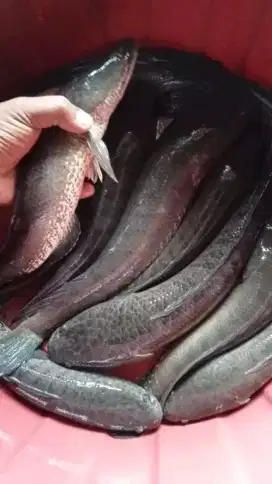 Makanan pemulihan luka