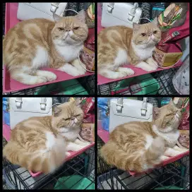 Kucing peaknose
