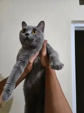 BSH (Britih Short Hair)