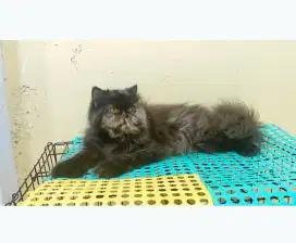 Kucing persia peaknose