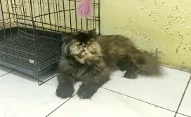 Kucing persia peaknose