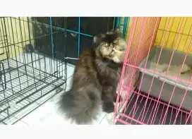 Kucing persia peaknose