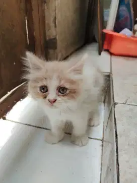 Open adopt persia packnose dn flatnose