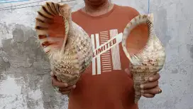 Kerang Triton bekas kondisi mulus