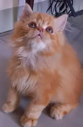 Lepas adob Kitten Persia