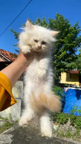 Kitten jantan bigbone
