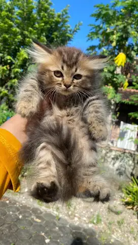 Kitten Betina Sehat Lincah