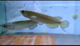 Ikan hias arwana ukuran -+13cm