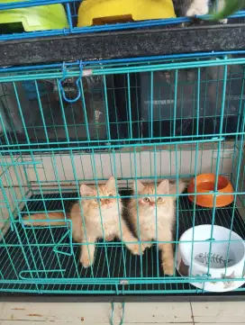 kitten persia asli betina oyen bar bar