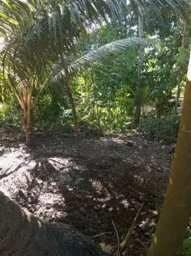 Tanah Disewakan Bali - Lokasi Pejeng Ubud