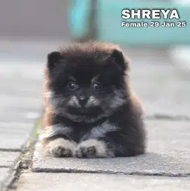 Mini pom puppy stambum