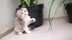 Scottish fold female