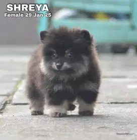 Mini pom mungil lucu