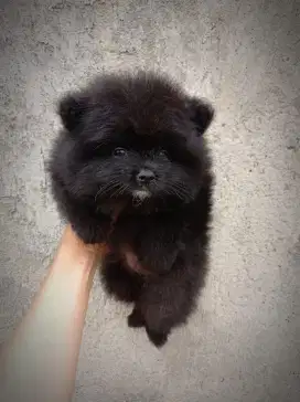 Mini pom black jantan