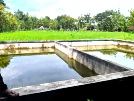 Tanah shm luas 9600 m2  sawah subur