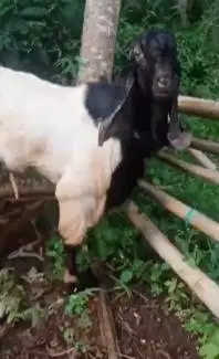 2 ekor kambing bandot jantan TB 95cmUP siap penggemukan qurban 2025 ok