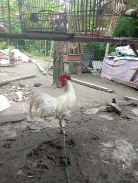 Ayam ketawa type durasi