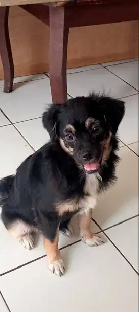 Anjing maltise import