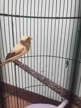 jual kenari fulset / tt / bt ma burung lain