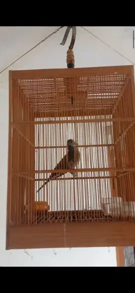 Perkutut lokal rawatan bunyi