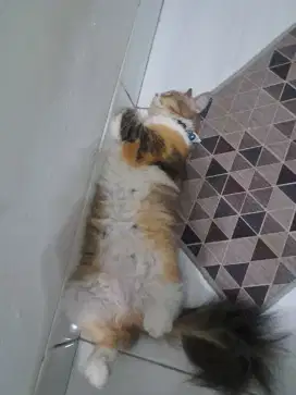 Aksesoris kucing