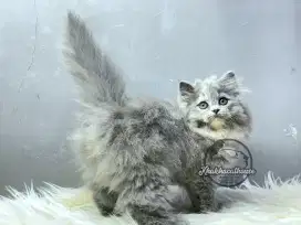 Kucing Persian Betina super gondrong
