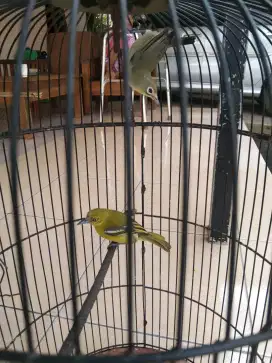 Cipo betina bt burung laen