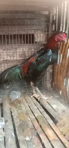 Jago Bangkok warna merah item