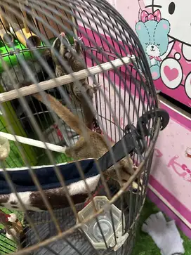 Sugar glider sepasang belum ada anak, umur 5-6 bulanan.. aktif suka di