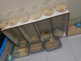 Hamster winter import jinak