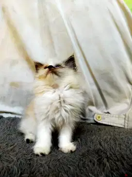 Anak Kucing Himalaya