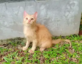 Kitten Persia medium minus habis kena jamur