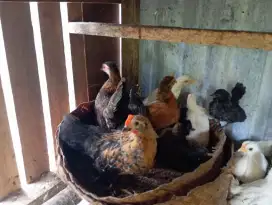 Ayam Hias Padang