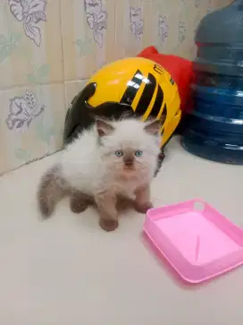 Kucing Anggora Ras Persia