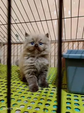 Kucing Anggora Ras Persia