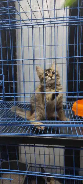 kitten persia asli jantan