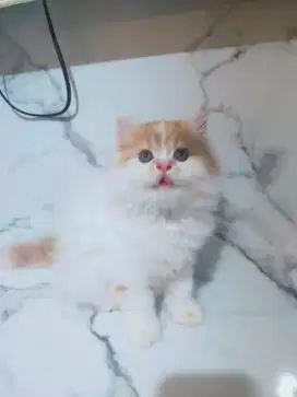 Kucing kitten persia longhair