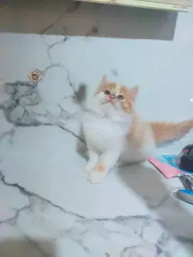 Kucing pesia kitten longhair