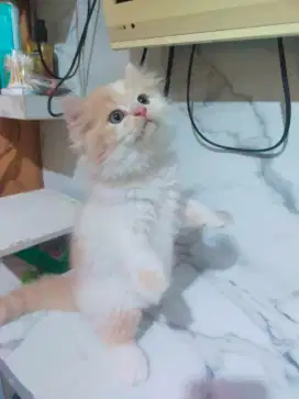 Kucing persia kitten