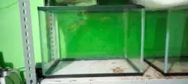 Murah meriah Aquarium Akrilik Gex Size L