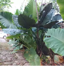 Jual tanaman Sente Hijau dan hitam