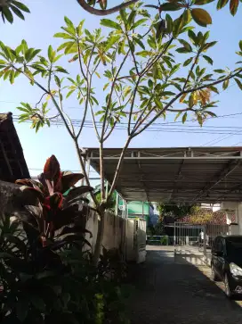 Jual Pohon Kamboja Bali