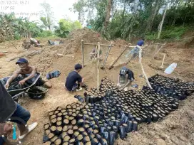 perawatan dan panen perkebunan sawit