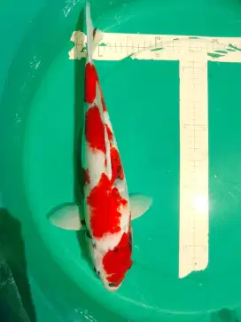 Ikan koi jenis SHOWA pola Tategoi 44cm