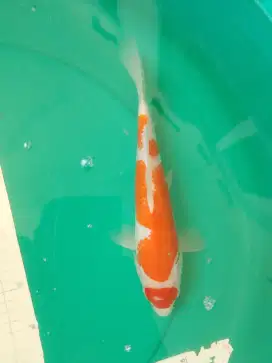 Ikan koi jenis Kohaku 30cm