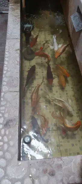 Koi blitar borongan total 21 ekor