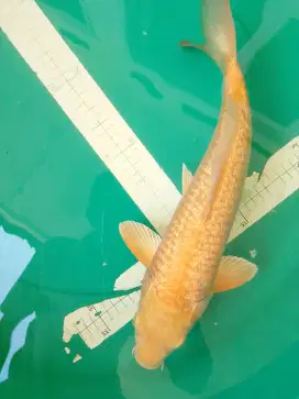 Ikan koi jenis Karashi Ginrin 39cm yellow