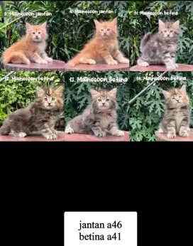 Kucing kitten mainecoon jantan dan betina
