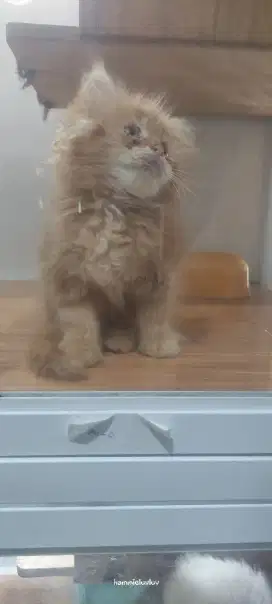 Anak kucing persia